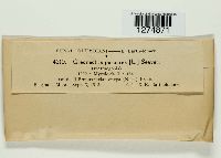 Creonectria purpurea image