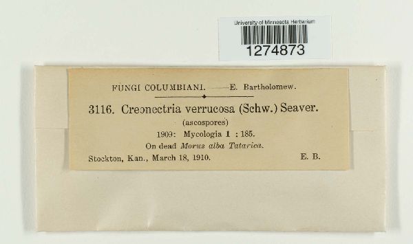 Creonectria verrucosa image