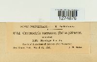 Creonectria verrucosa image