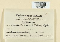 Crepidotus mollis image