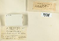 Cribraria intricata image