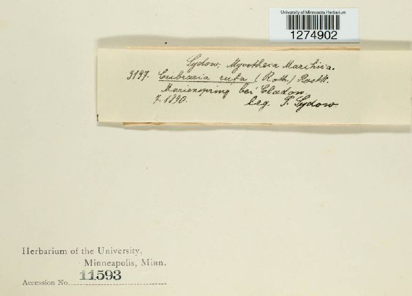 Cribraria rufa image