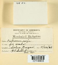 Cribraria rufa image