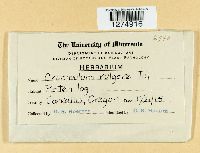 Crucibulum laeve image