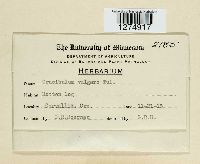 Crucibulum laeve image