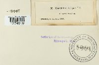 Crucibulum laeve image