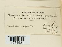 Crucibulum laeve image