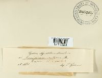 Crucibulum laeve image