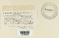 Crucibulum laeve image