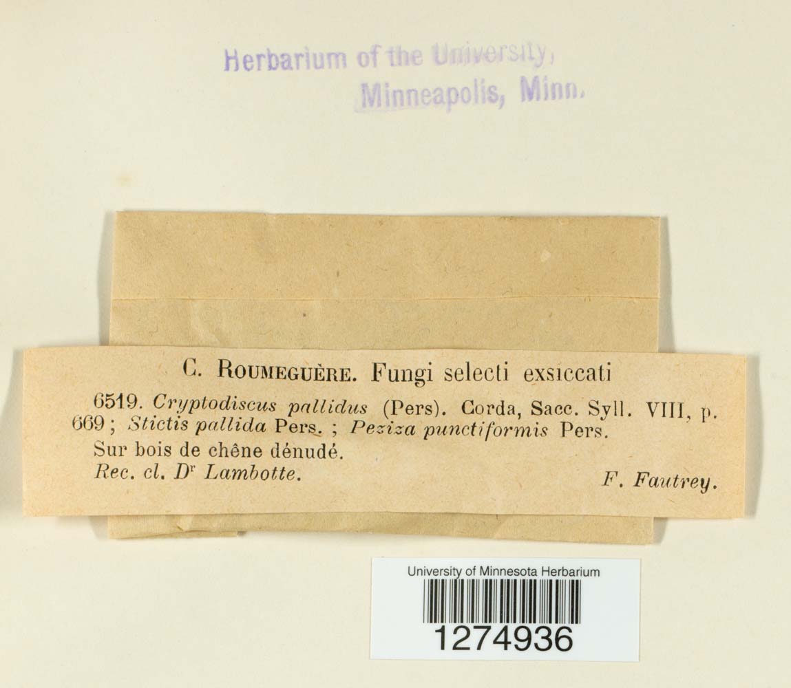 Cryptodiscus pallidus image