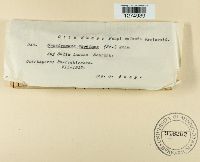 Cryptomyces maximus image