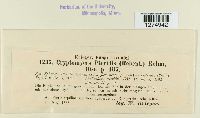 Cryptomycina pteridis image