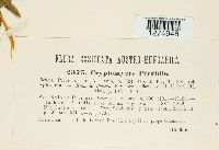 Cryptomycina pteridis image