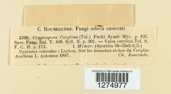 Cryptosporella corylina image