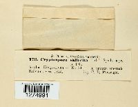 Cryptodiaporthe salicella image