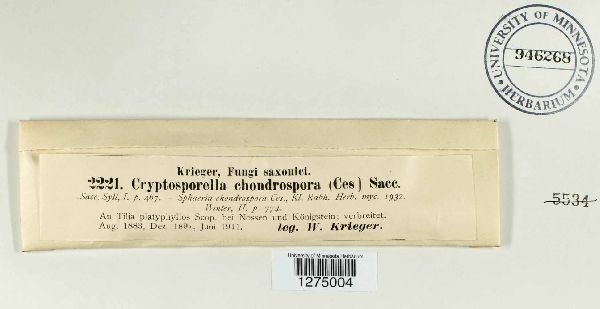 Pseudomassaria chondrospora image