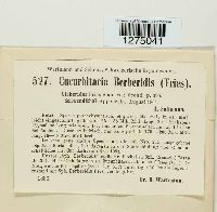 Cucurbitaria berberidis image