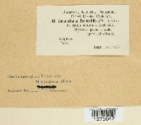 Cucurbitaria berberidis image