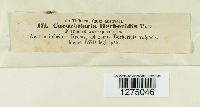 Cucurbitaria berberidis image