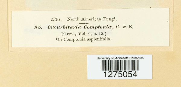 Cucurbitaria comptoniae image