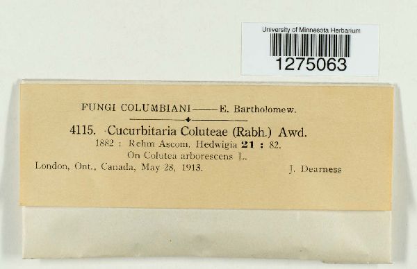 Cucurbitaria coluteae image