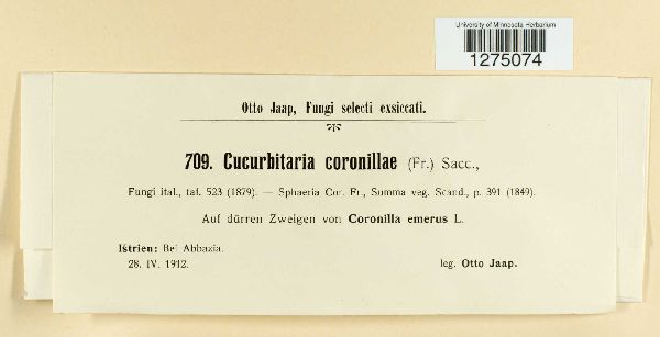 Cucurbitaria coronillae image