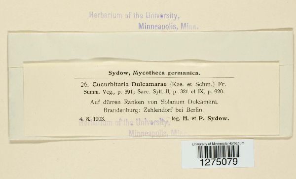 Cucurbitaria dulcamarae image