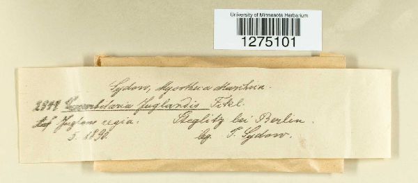 Cucurbitaria juglandis image