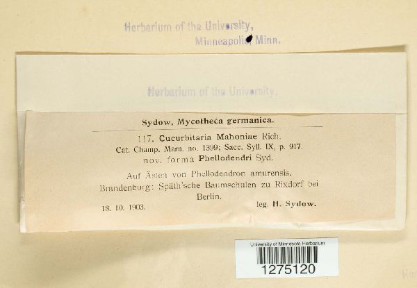 Cucurbitaria mahoniae image