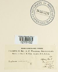 Cudonia circinans image