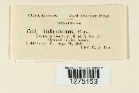 Cudonia circinans image