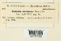 Cudonia circinans image