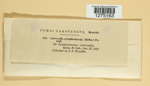 Griphosphaerioma symphoricarpi image