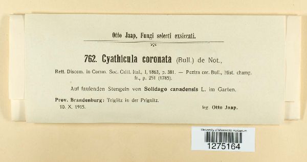 Crocicreas coronatum image