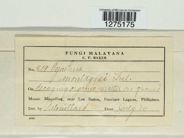 Cyathus montagnei image