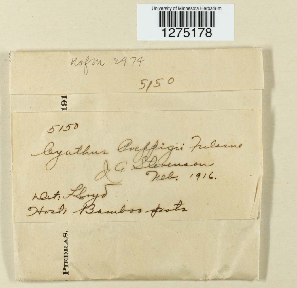 Cyathus poeppigii image