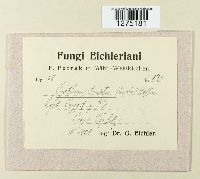 Cyathus striatus image