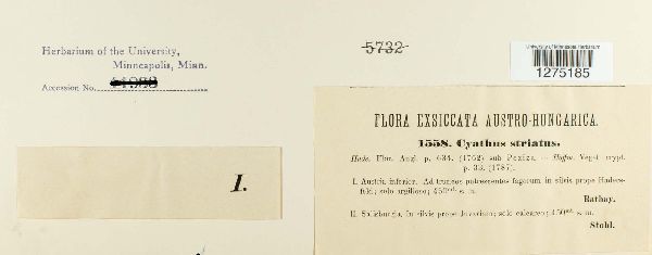 Cyathus striatus image