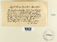 Cyathus striatus image