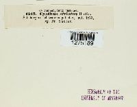 Cyathus striatus image