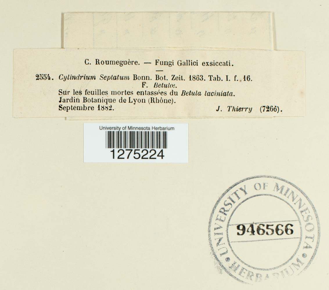 Cylindrium septatum image