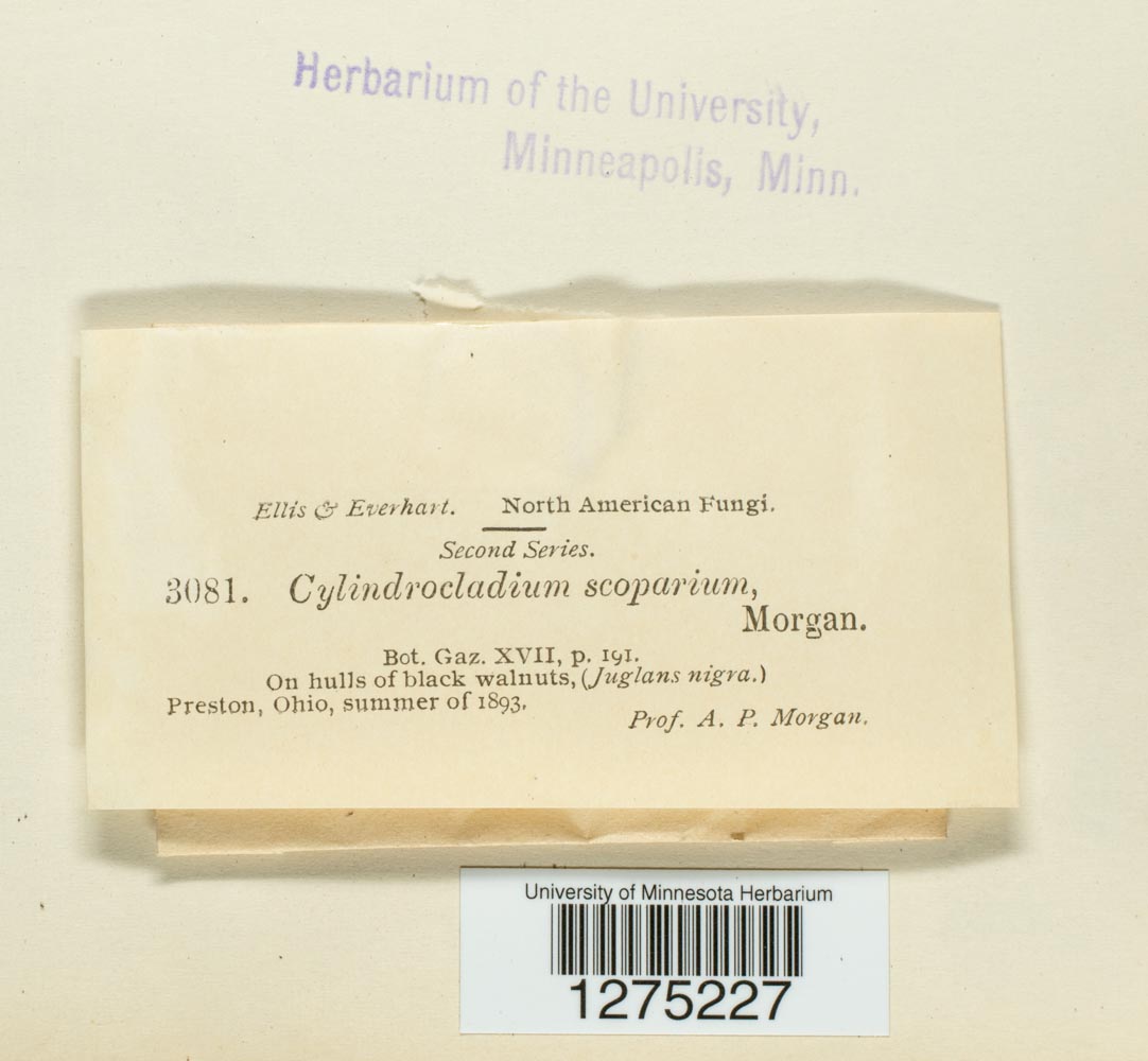 Calonectria morganii image