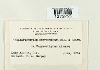 Cylindrosporium chrysanthemi image