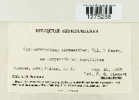 Cylindrosporium chrysanthemi image