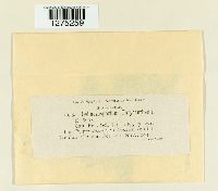 Cylindrosporium chrysanthemi image