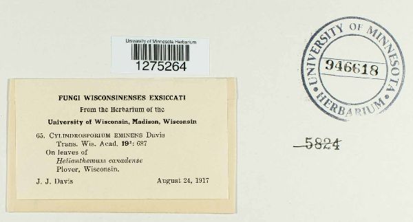 Cylindrosporium eminens image