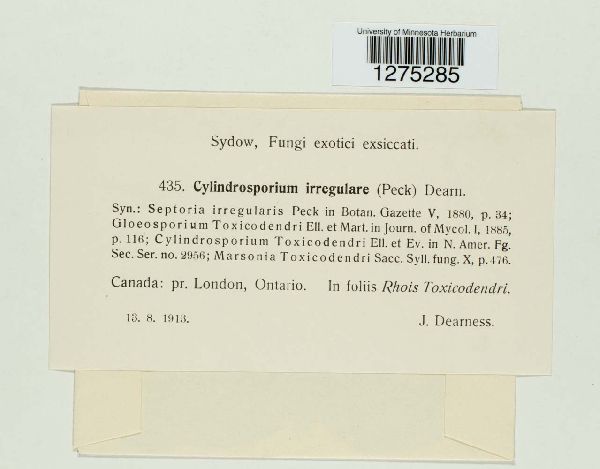Cylindrosporium irregulare image