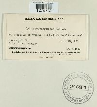 Cylindrosporium padi image