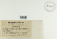 Cylindrosporium padi image