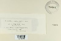 Cylindrosporium padi image